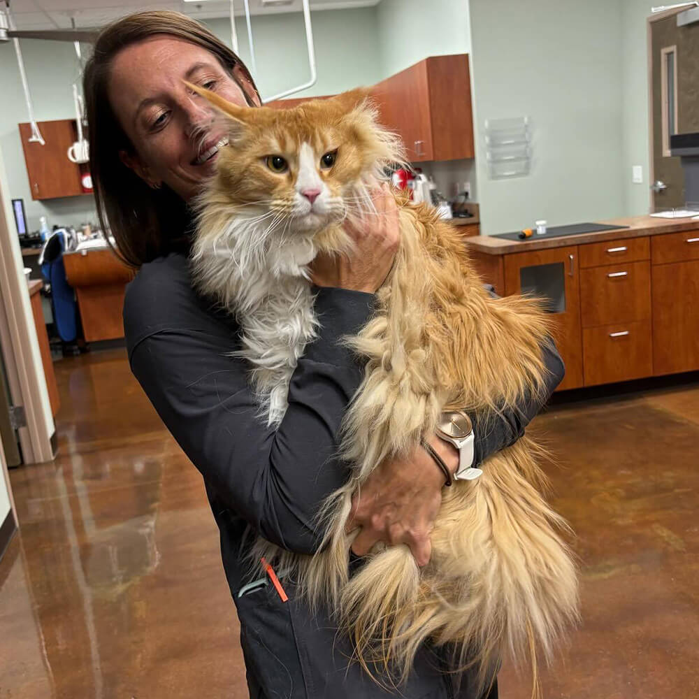 Img - 2 veterinarian holding kitten