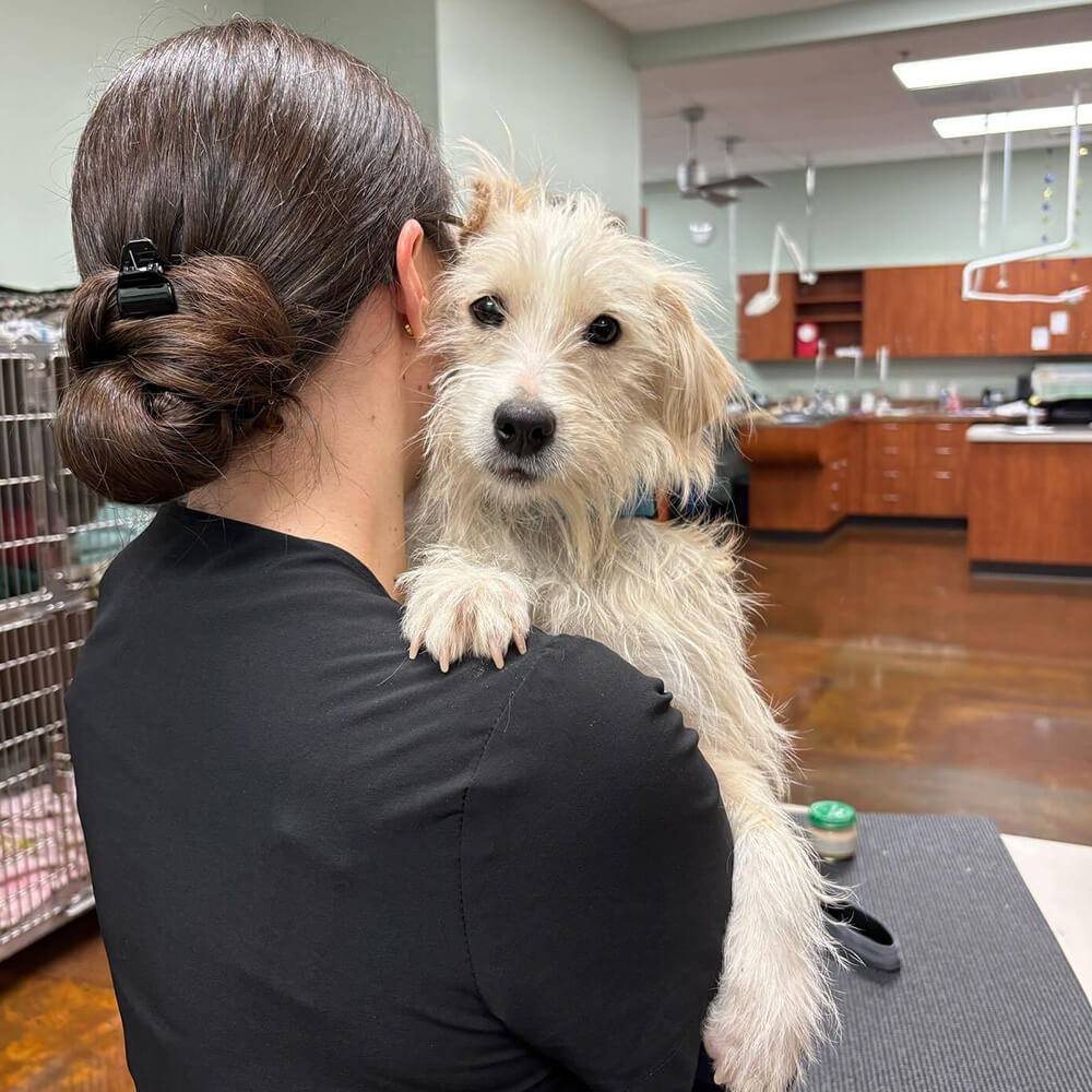Vet holding dog during a wellness exam