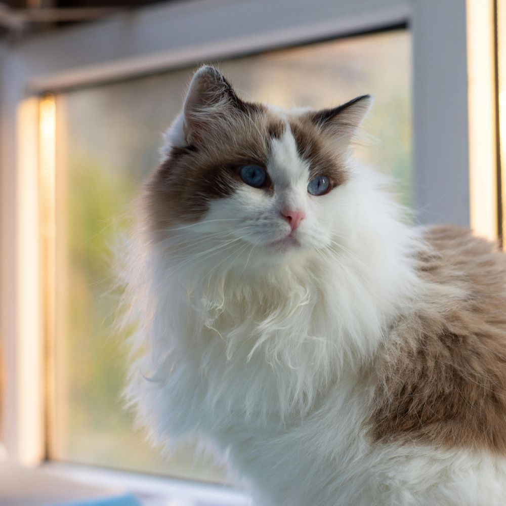 a brown and white cat sitting on a window sill a brown and white cat sitting on a window sill