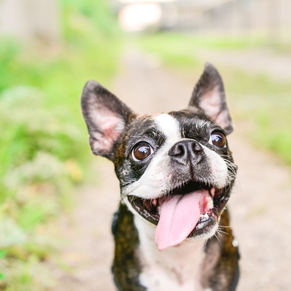 a boston terrier dog with its tongue hanging out a boston terrier dog with its tongue hanging out