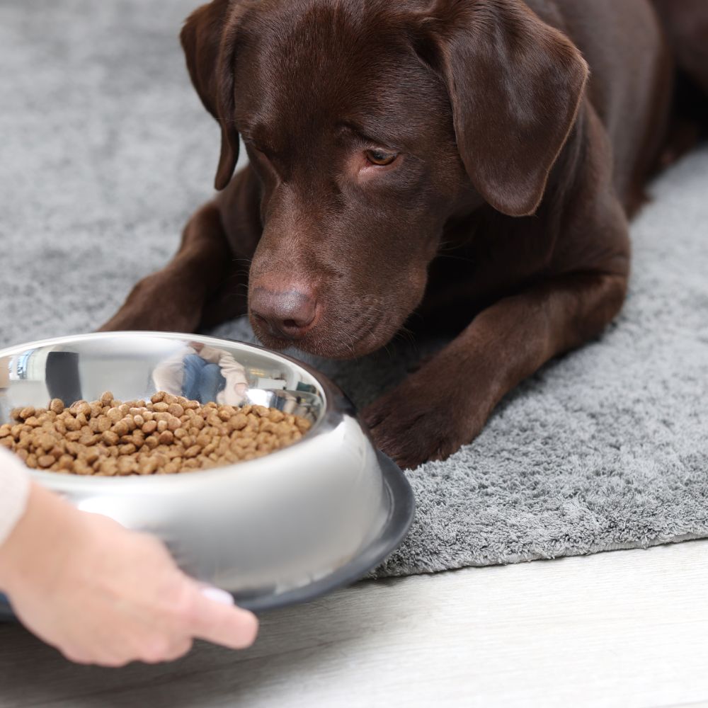a person is feeding a brown dog food from a bowl a dog is laying on a dog bed in a living room