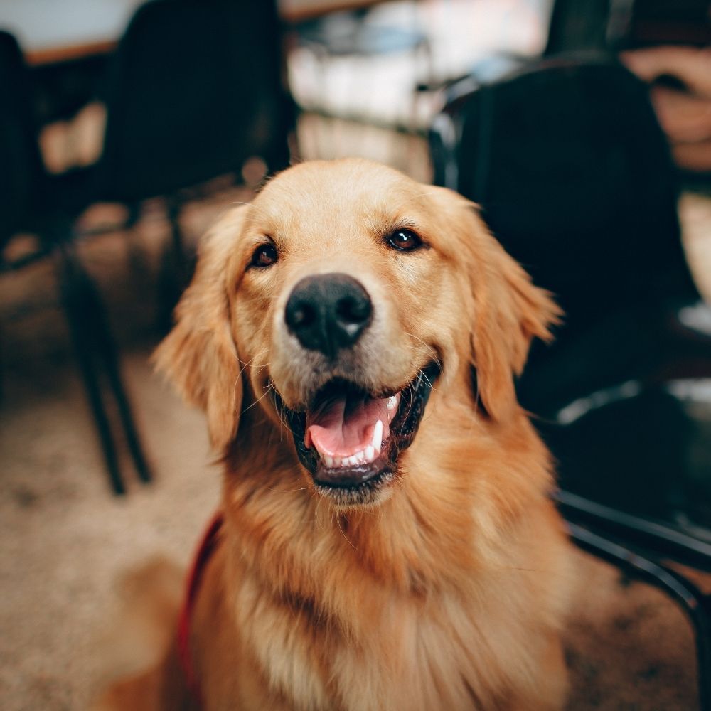 a golden retriever sitting on a chair in a restaurant a golden retriever sitting on a chair in a restaurant