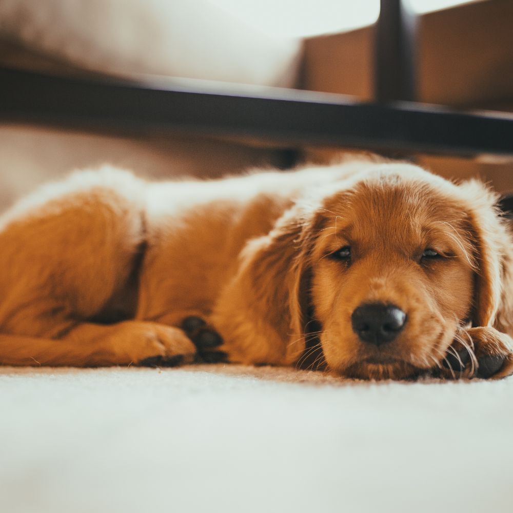 a golden retriever laying on the floor in front of a couch a golden retriever laying on the floor in front of a couch