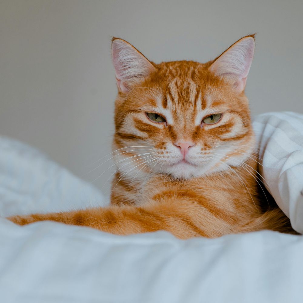 brown-healthy-cat an orange tabby cat laying on top of a white comforter