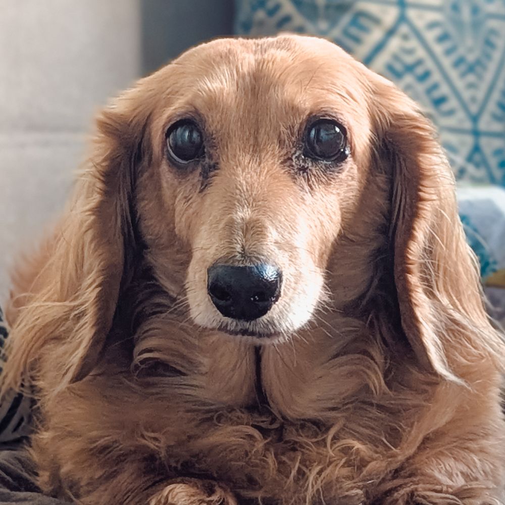 a dachshund sitting on top of a couch a dachshund sitting on top of a couch