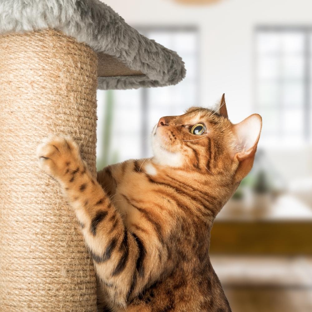 a cat climbing on a scratching post in a living room a cat climbing on a scratching post in a living room