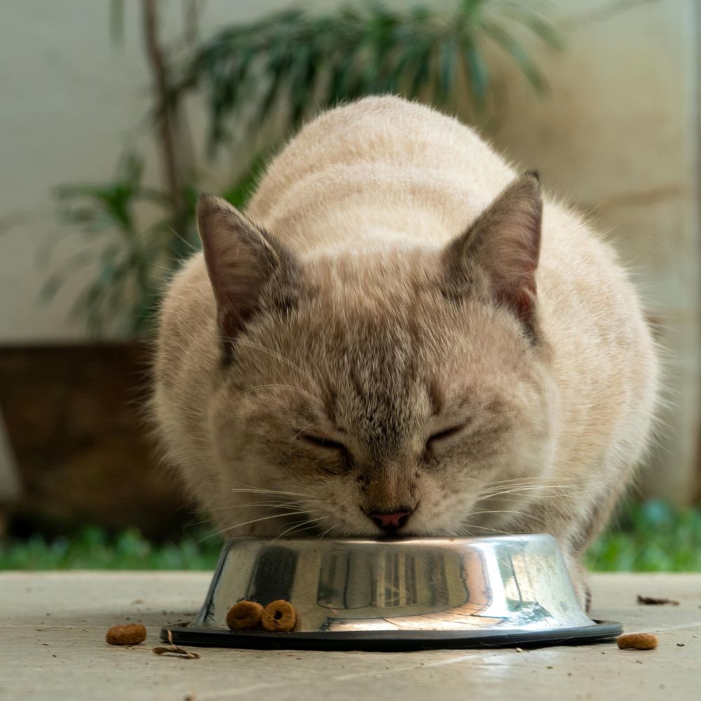 cat-eating A cat eating out of a metal bowl