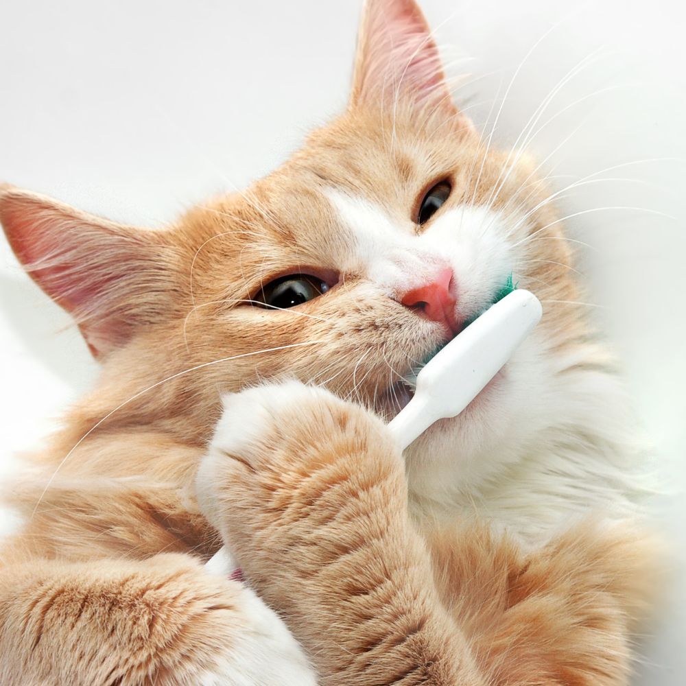 an orange and white cat is brushing its teeth an orange and white cat is brushing its teeth
