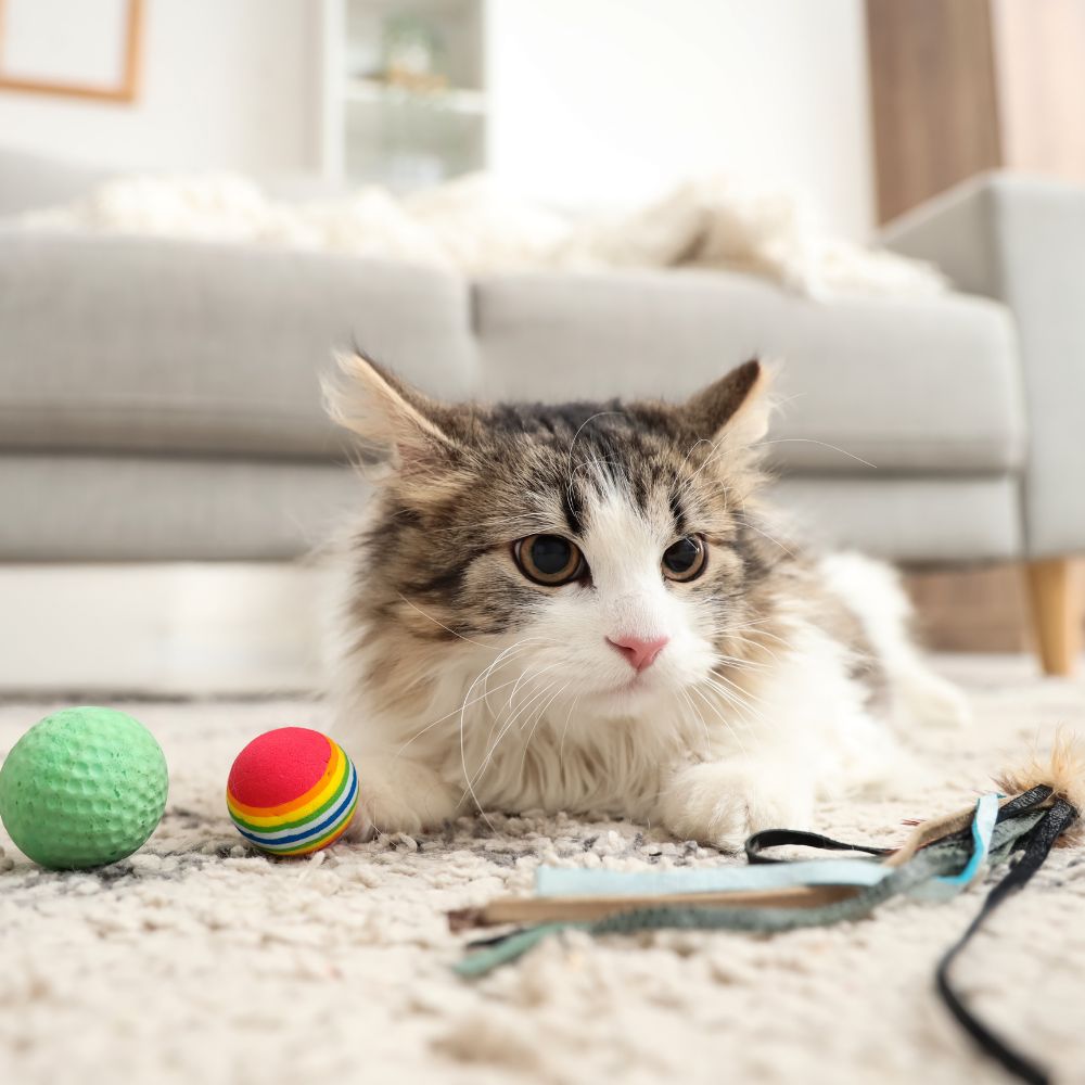 A cat playing with toys in a living room A cat playing with toys in a living room