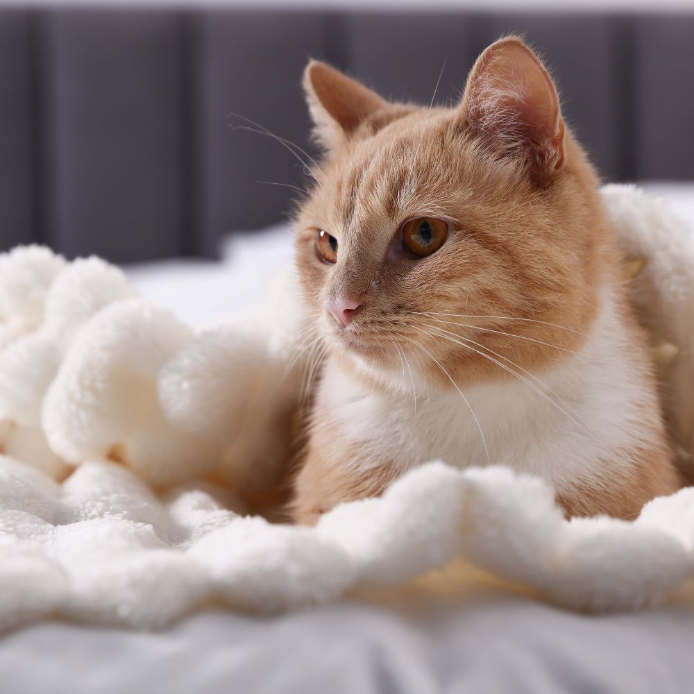 cat-relaxing An orange and white cat laying on a bed