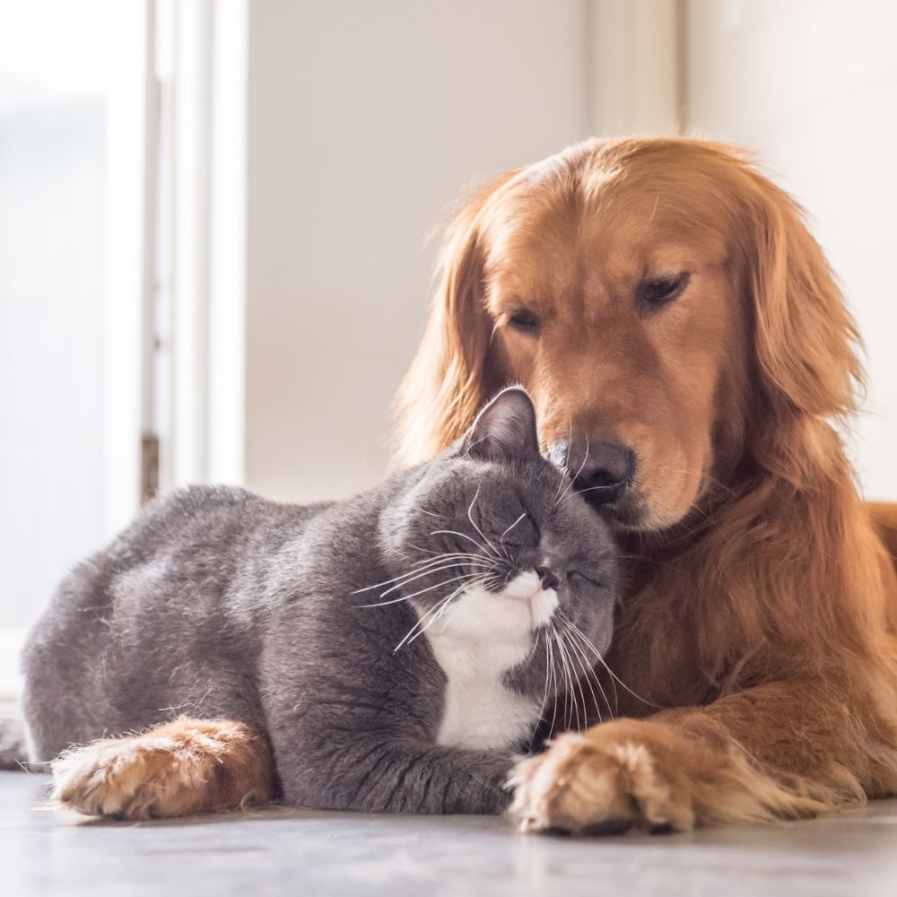 a dog and a cat laying on the floor next to each other a dog and a cat laying on the floor next to each other