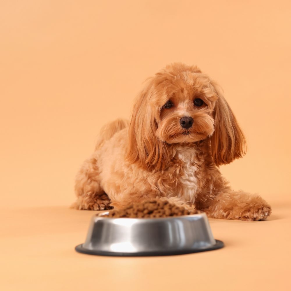 a dog sitting next to a bowl of food a dog sitting next to a bowl of food