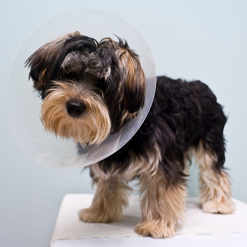 cute-dog a small dog wearing a cone on its head