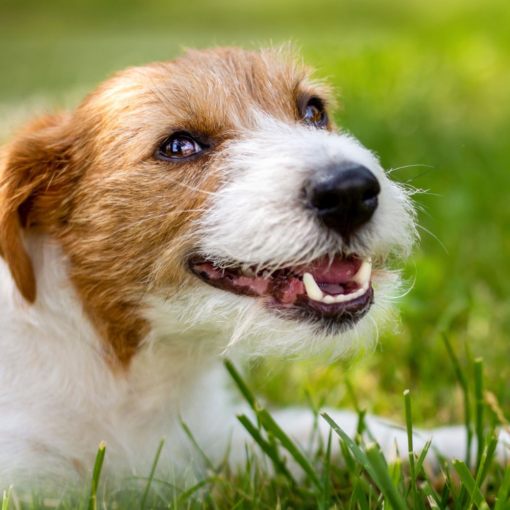 a brown and white dog laying in the grass a brown and white dog laying in the grass