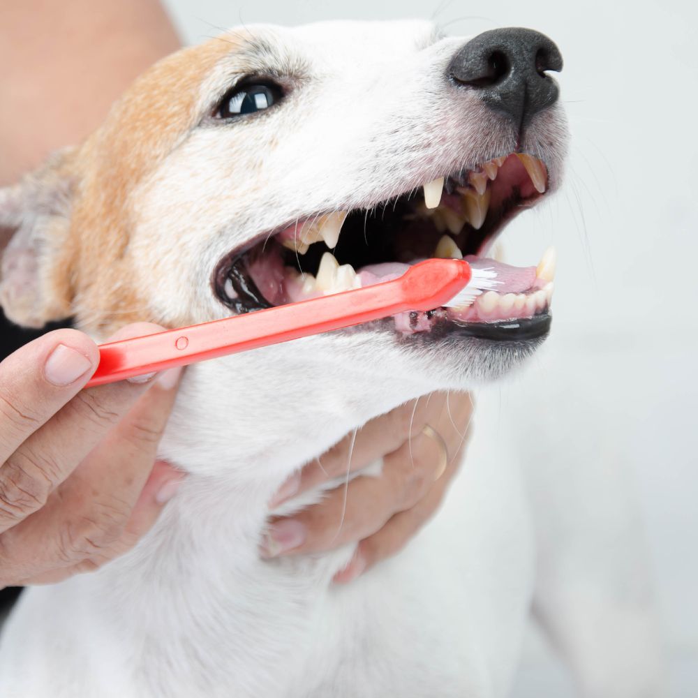 dog-brushing a person brushing a dog's teeth with a red toothbrush