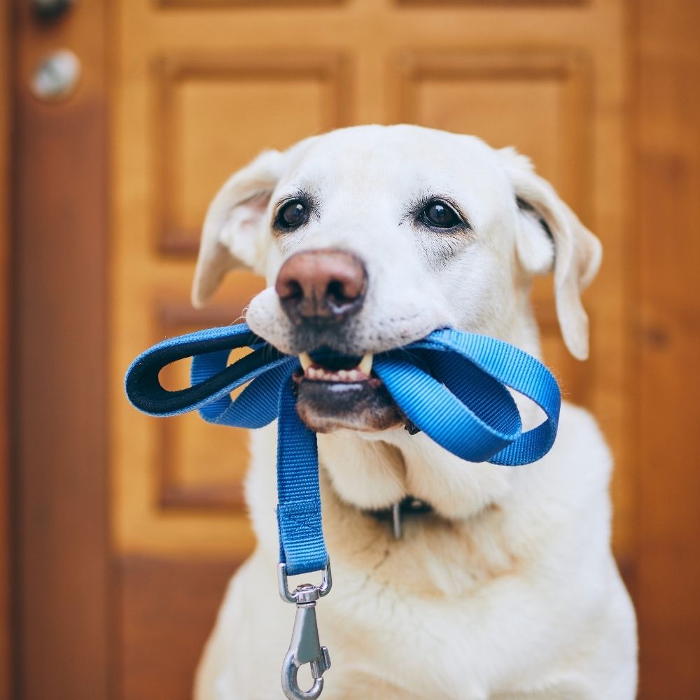 a dog is holding a blue leash in its mouth a dog is holding a blue leash in its mouth