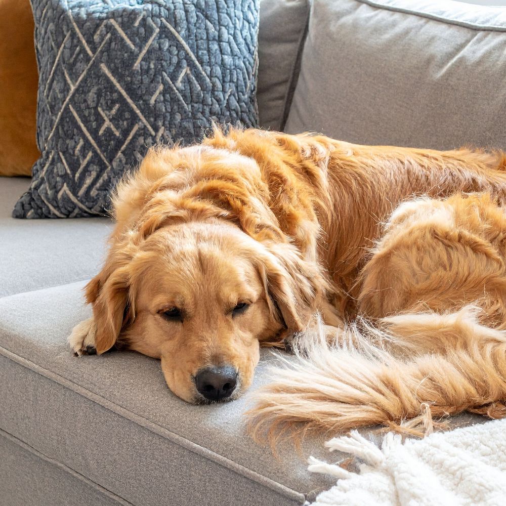 a golden retriever laying on top of a couch a golden retriever laying on top of a couch
