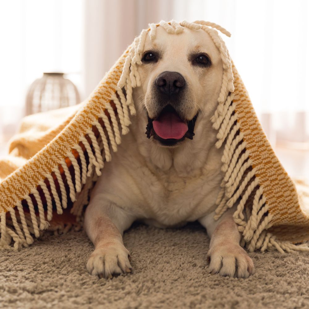 a dog is wrapped in a blanket on the floor a dog is wrapped in a blanket on the floor
