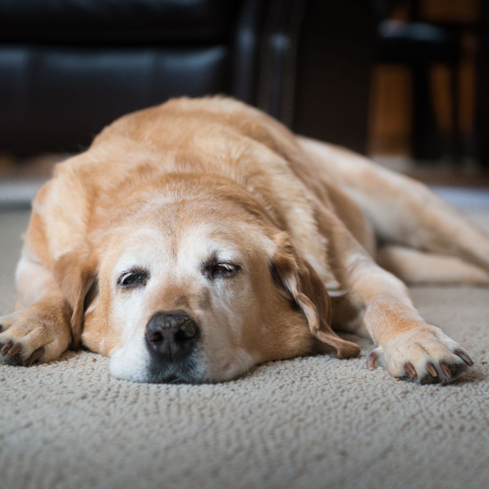dog-sleeping a dog laying on the floor in a living room