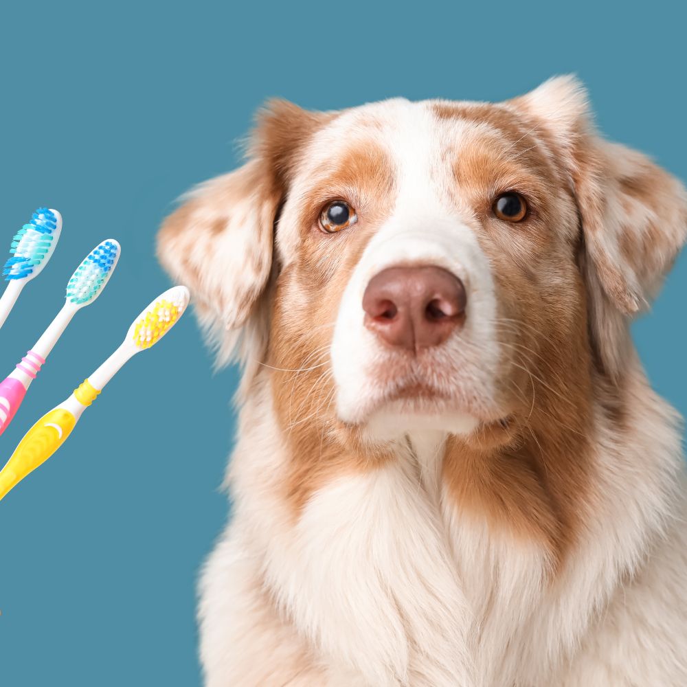 dog-with-colourful-toothbrush a dog sitting with colourful toothbrush