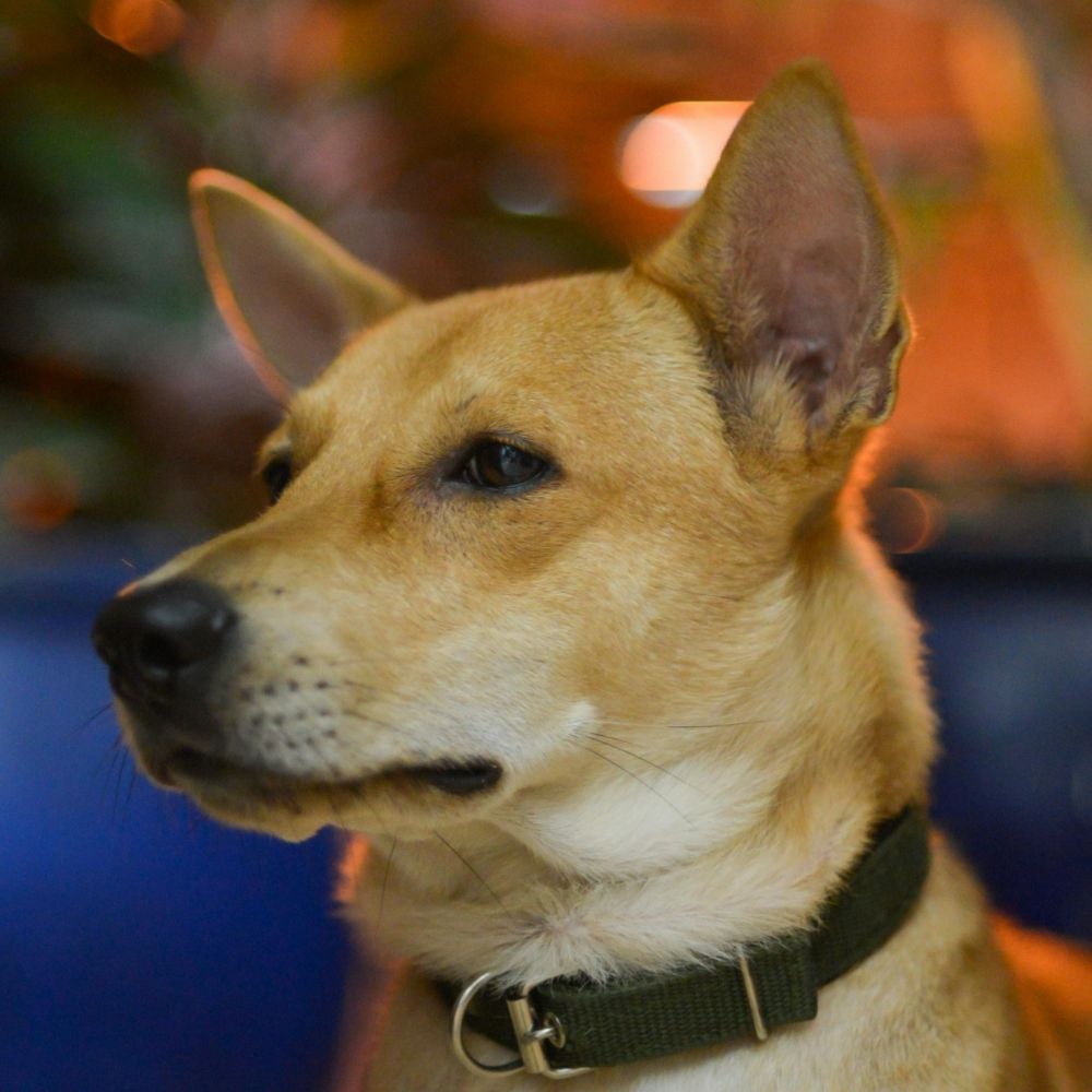 a dog with a green collar sitting in front of a potted plant a dog with a green collar sitting in front of a potted plant
