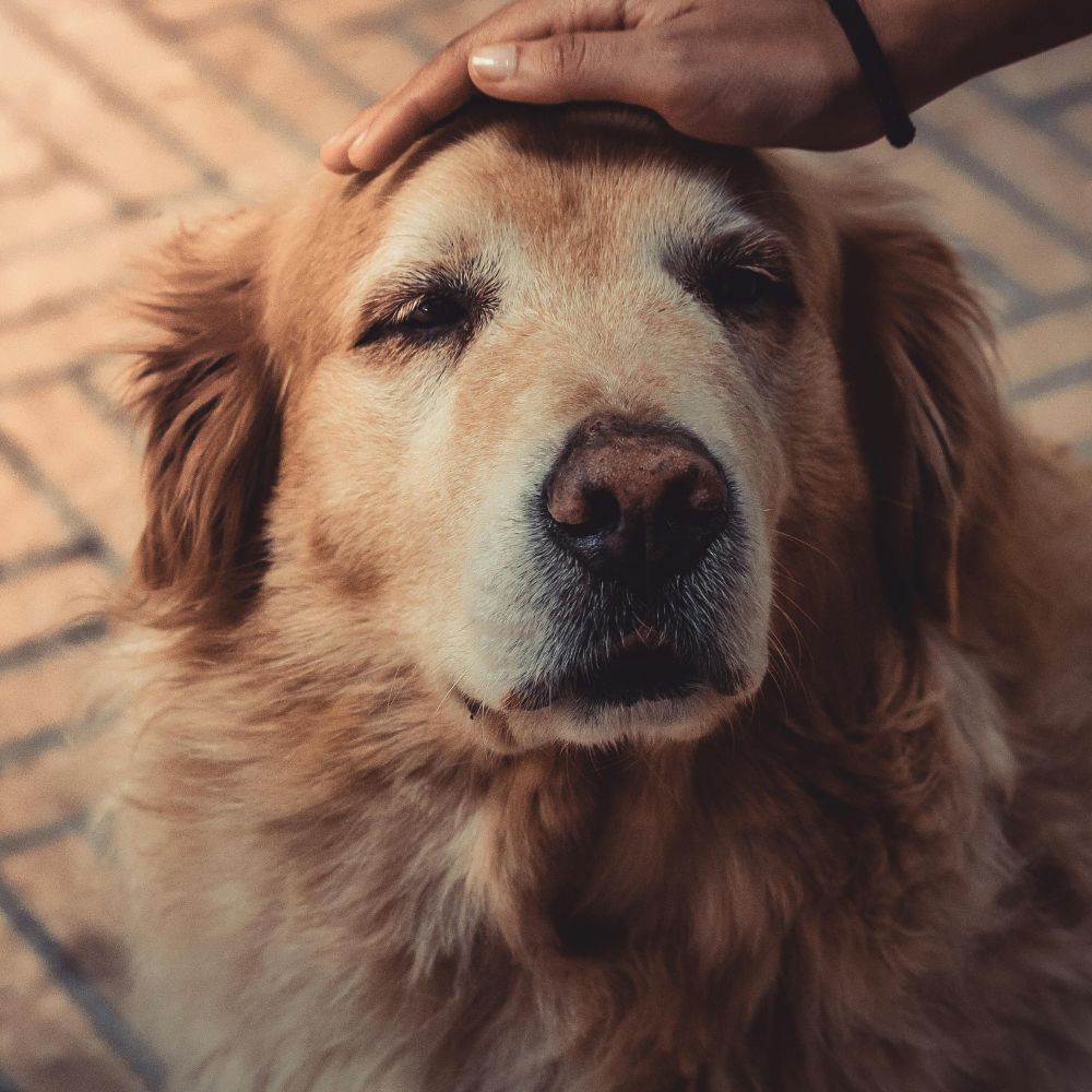 A person petting the head of a golden retriever A person petting the head of a golden retriever