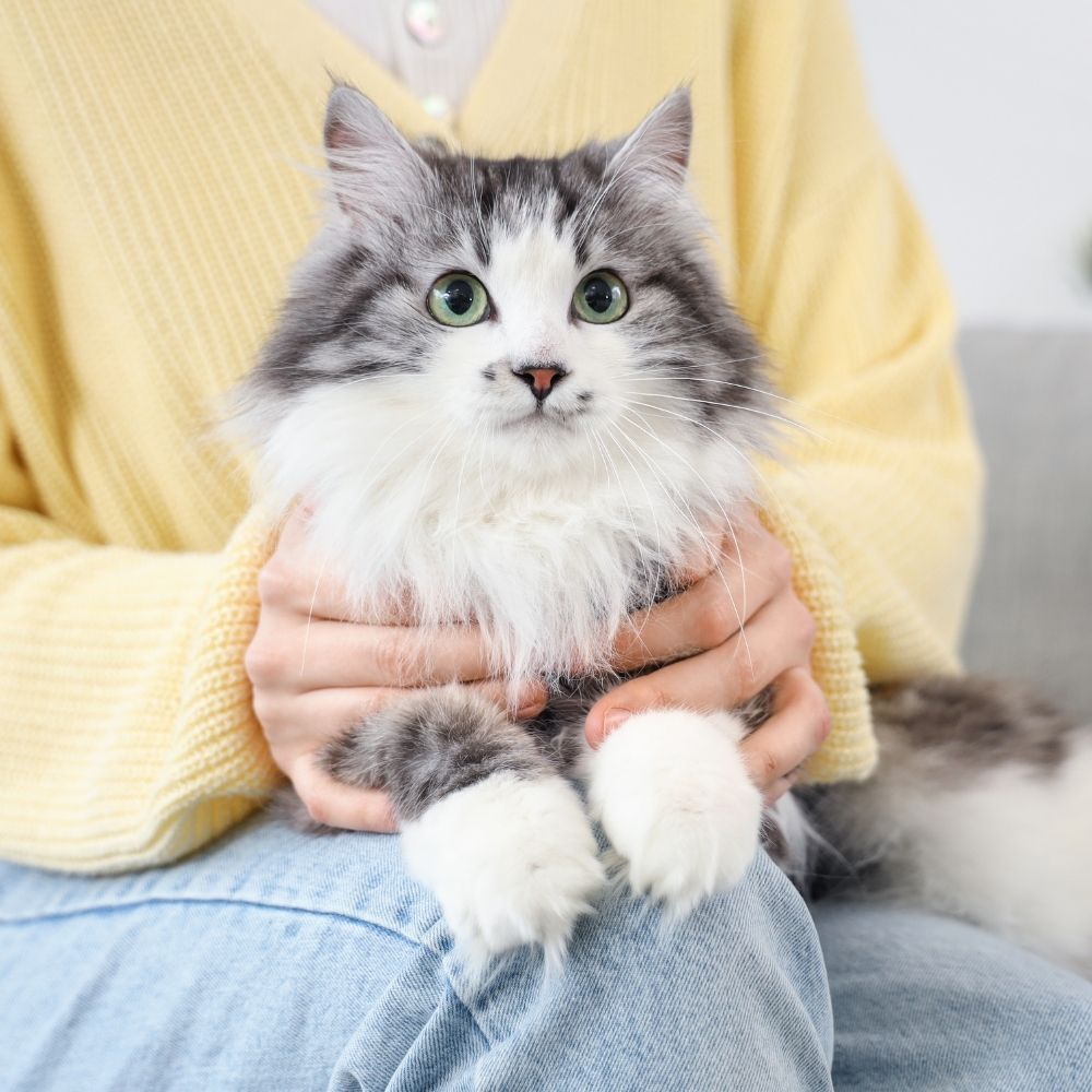 a person sitting on a couch holding a gray and white cat a person sitting on a couch holding a gray and white cat