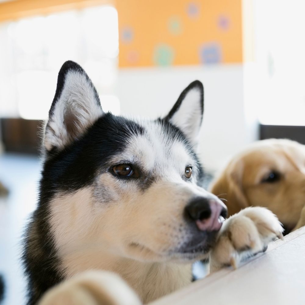 two husky dogs looking over a fence at a dog park two husky dogs looking over a fence at a dog park
