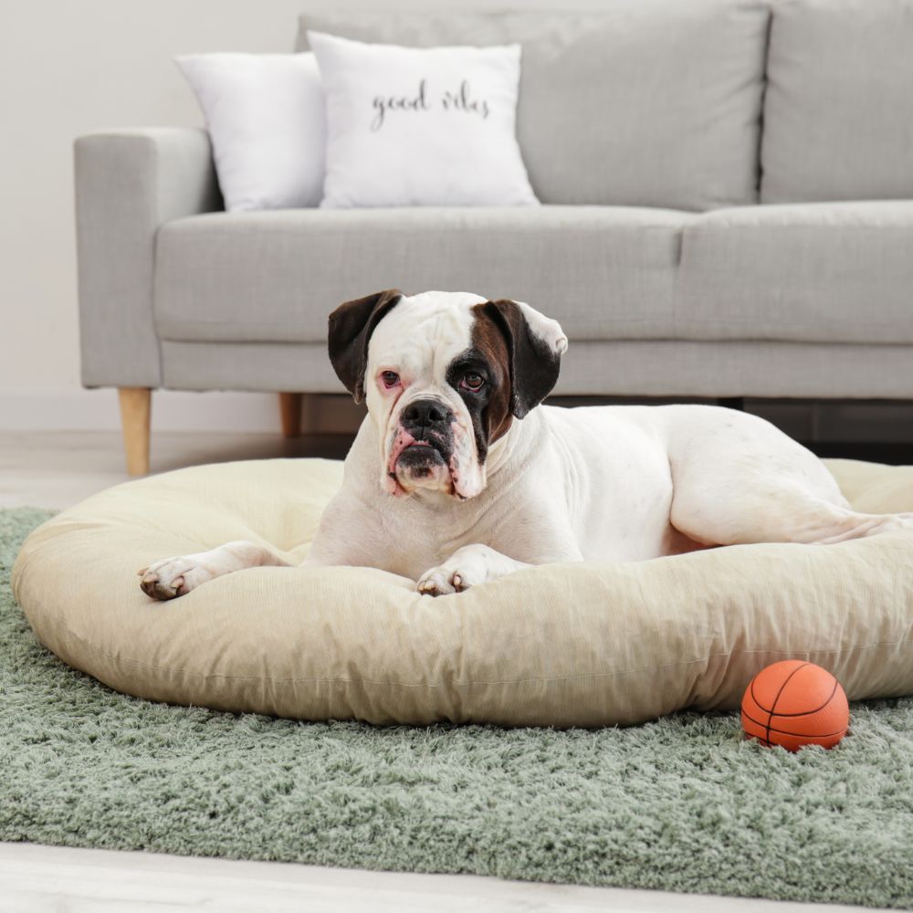 little-dog a dog is laying on a dog bed in a living room