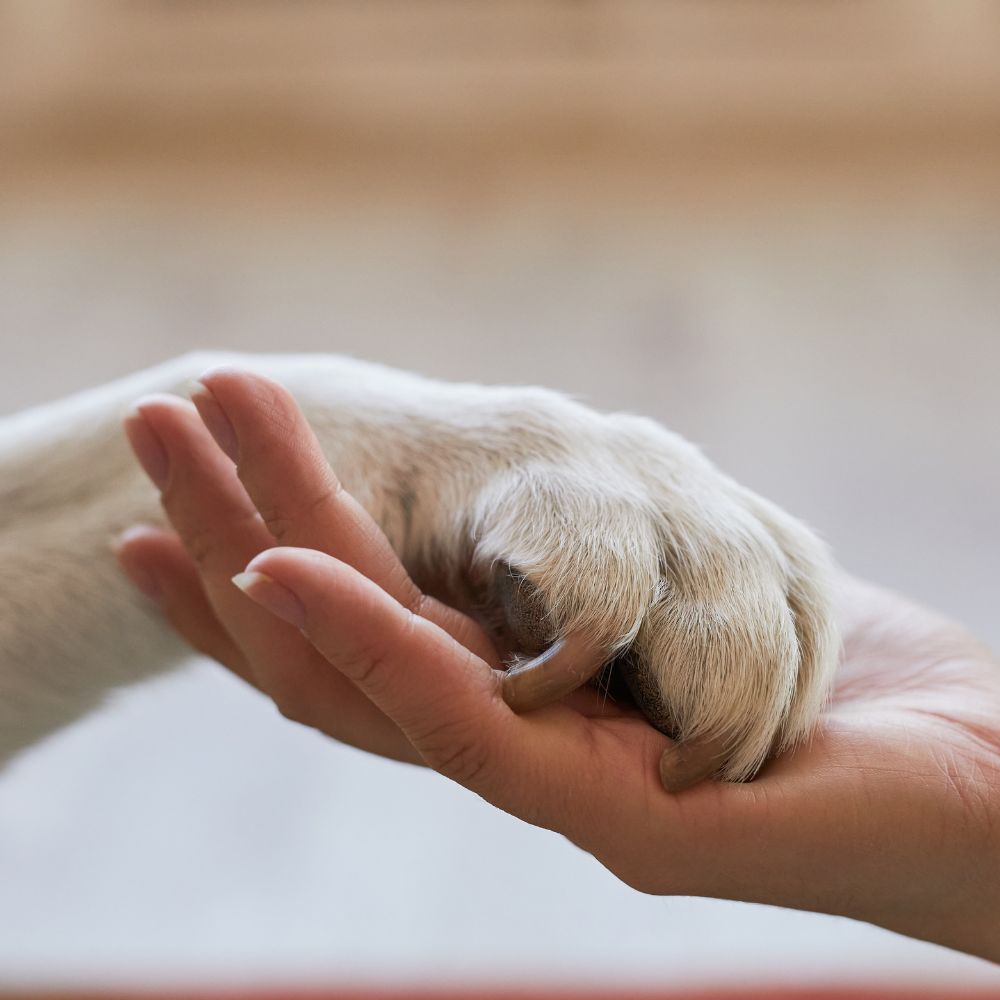 A person holding the paw of a dog A person holding the paw of a dog