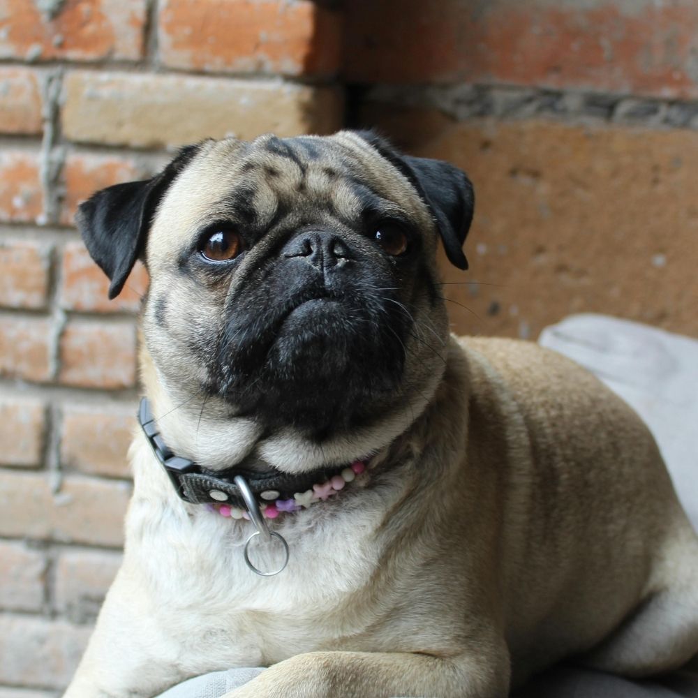a pug dog sitting on top of a couch a pug dog sitting on top of a couch