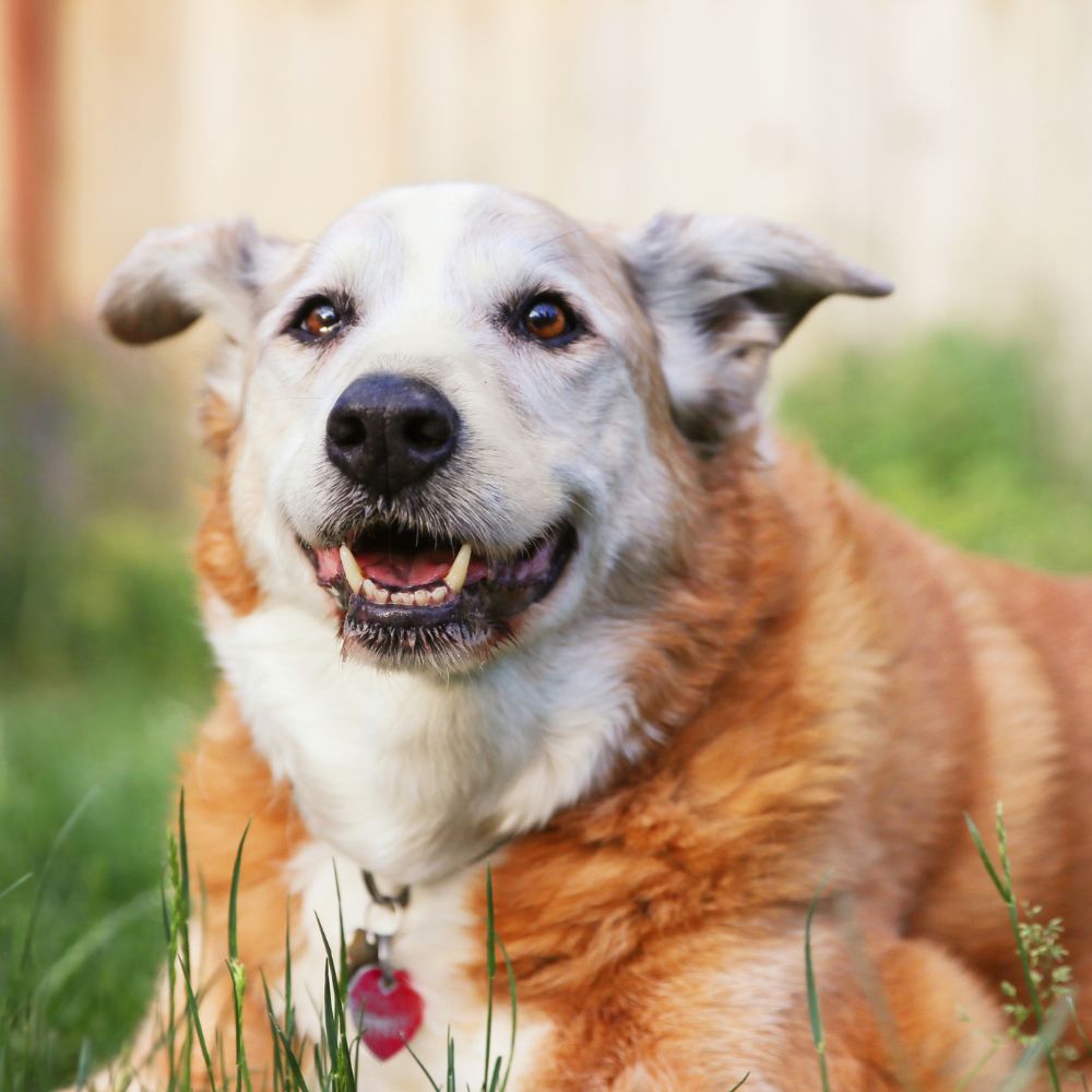 a brown and white dog laying in the grass a brown and white dog laying in the grass
