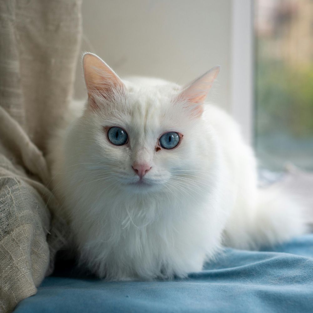 white-cat-on-bed A cat with blue eyes sitting on a bed