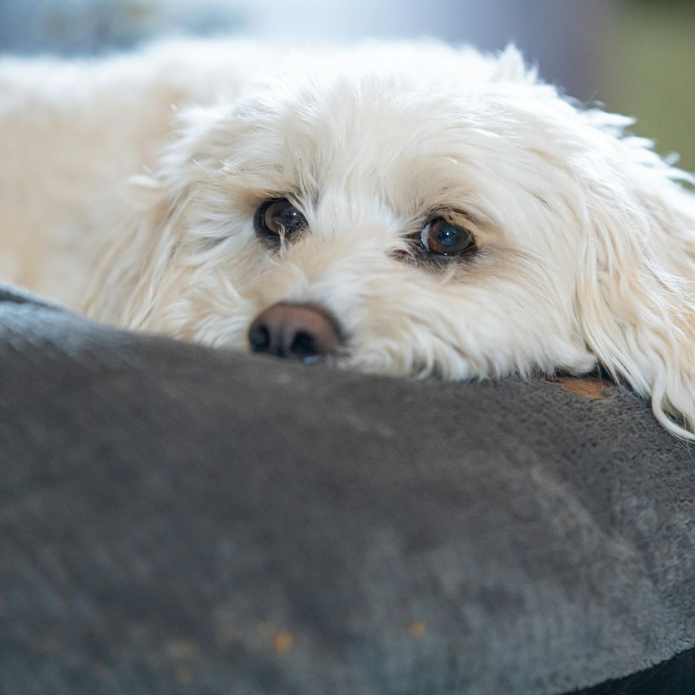 white-little-cute-dog A dog laying on top of a dog bed